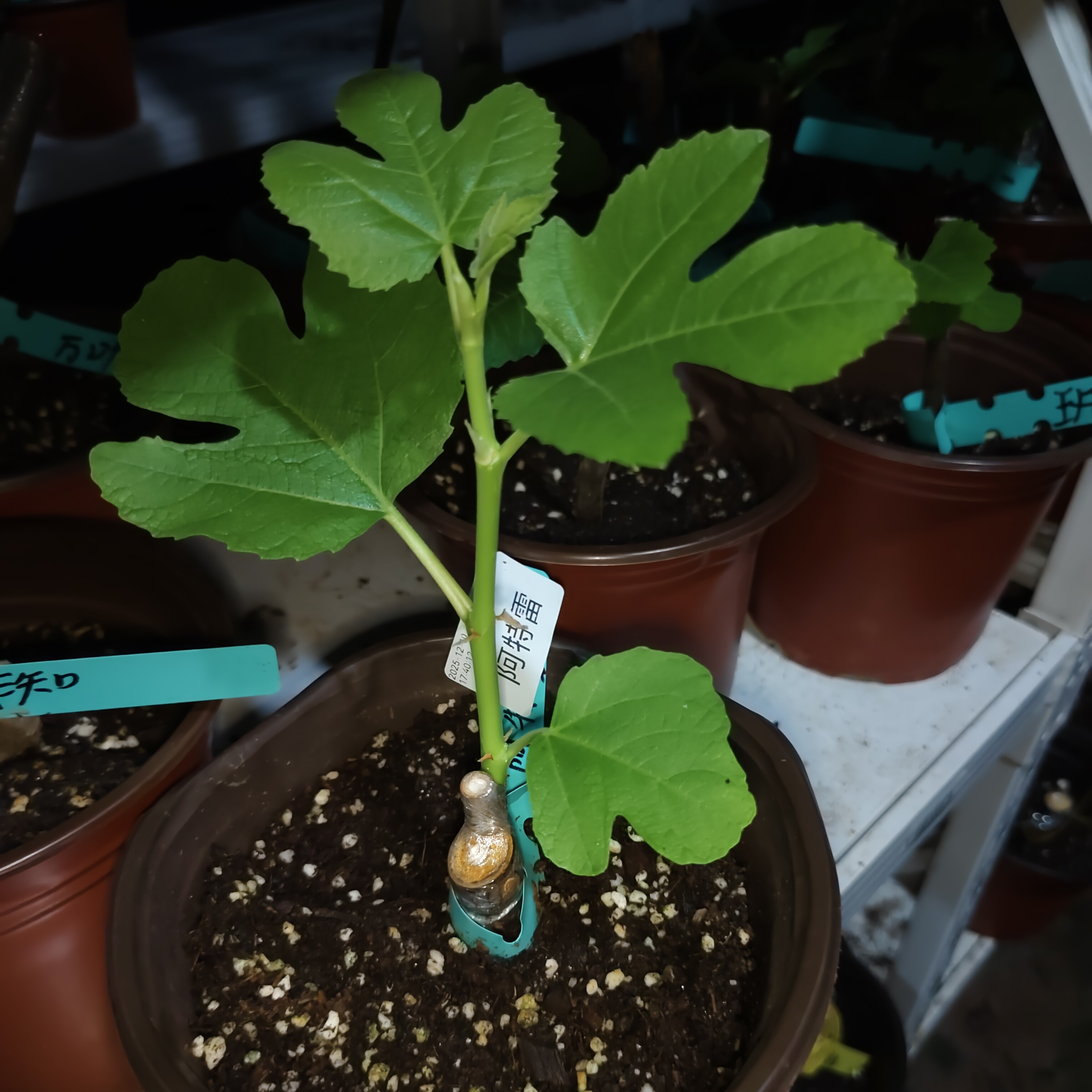 阿特雷无花果，以展叶，原盆原土发货。