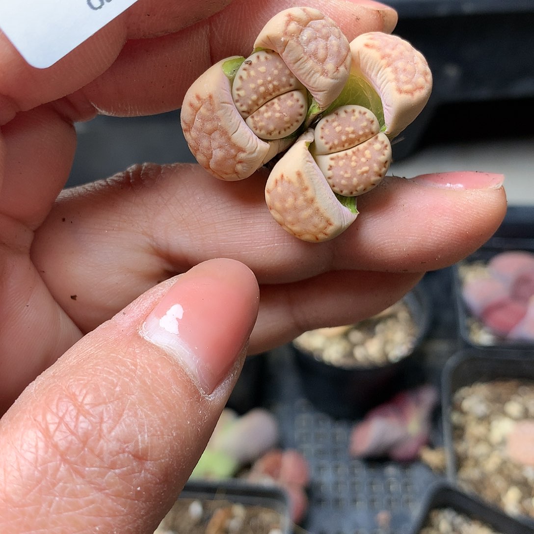 G362多肉植物保护研究所