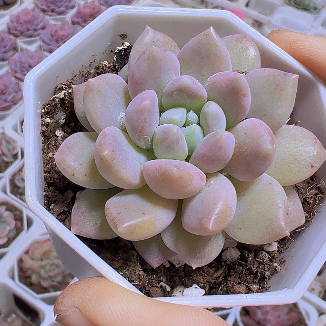 奶糖19包邮多肉植物