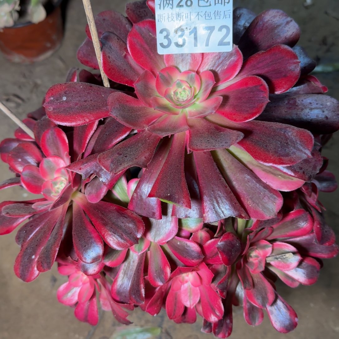 33172美杜莎多肉植物保护