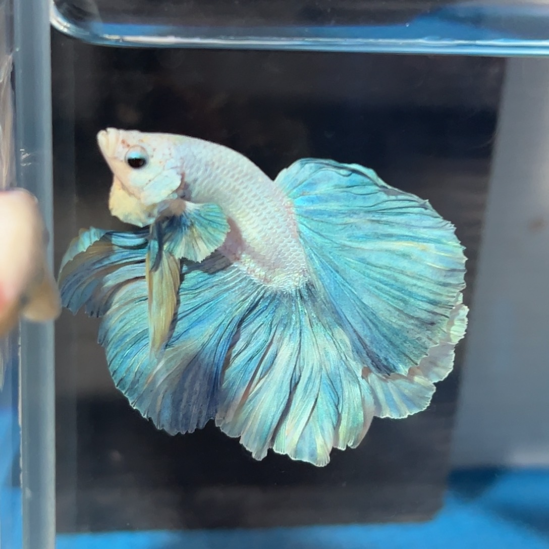 斗鱼47号蓝天与白云