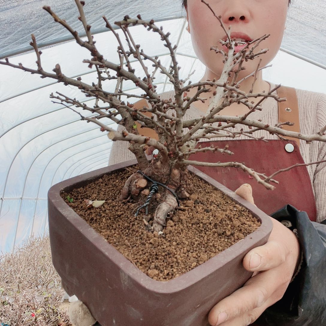 海棠360360海棠花盛开