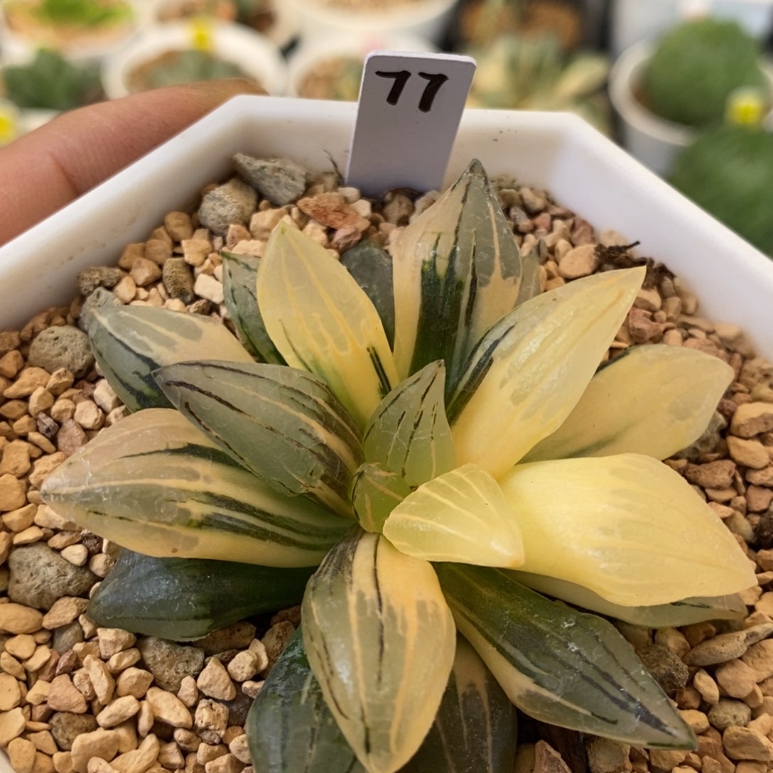 77号西瓜锦带盆多肉