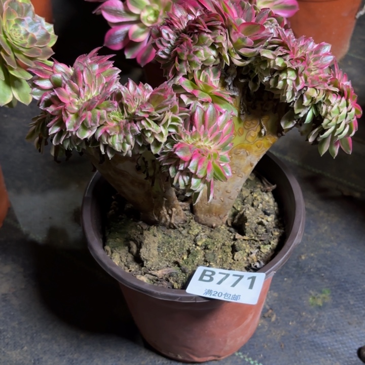 瑞妈，，。。。。。771倾城缀，