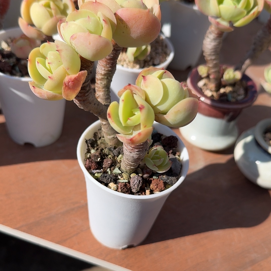 致***0鸡蛋碧桃多肉植物一颗