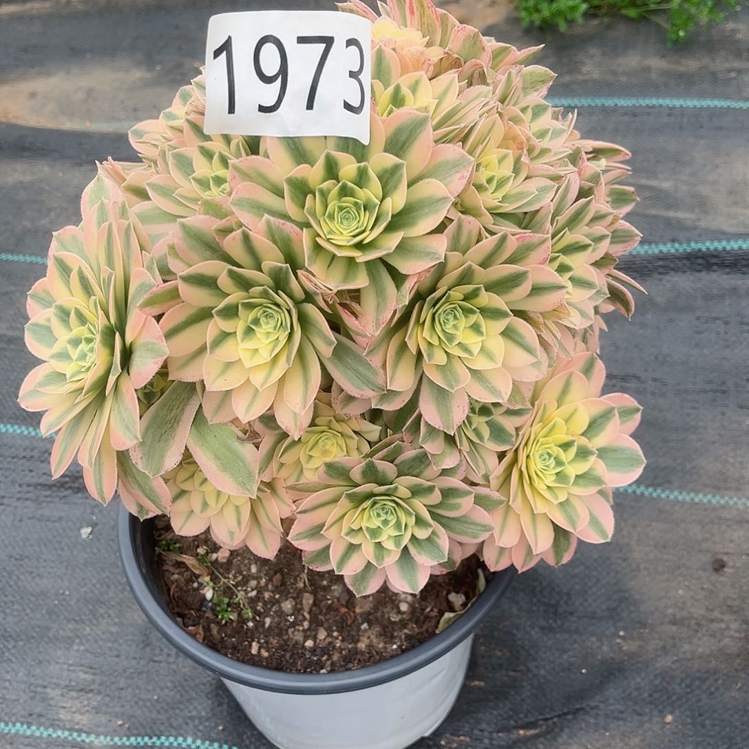 1973迈巴赫多肉植物