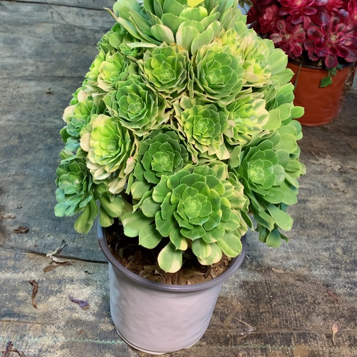 932五彩琉璃多肉一物一拍～