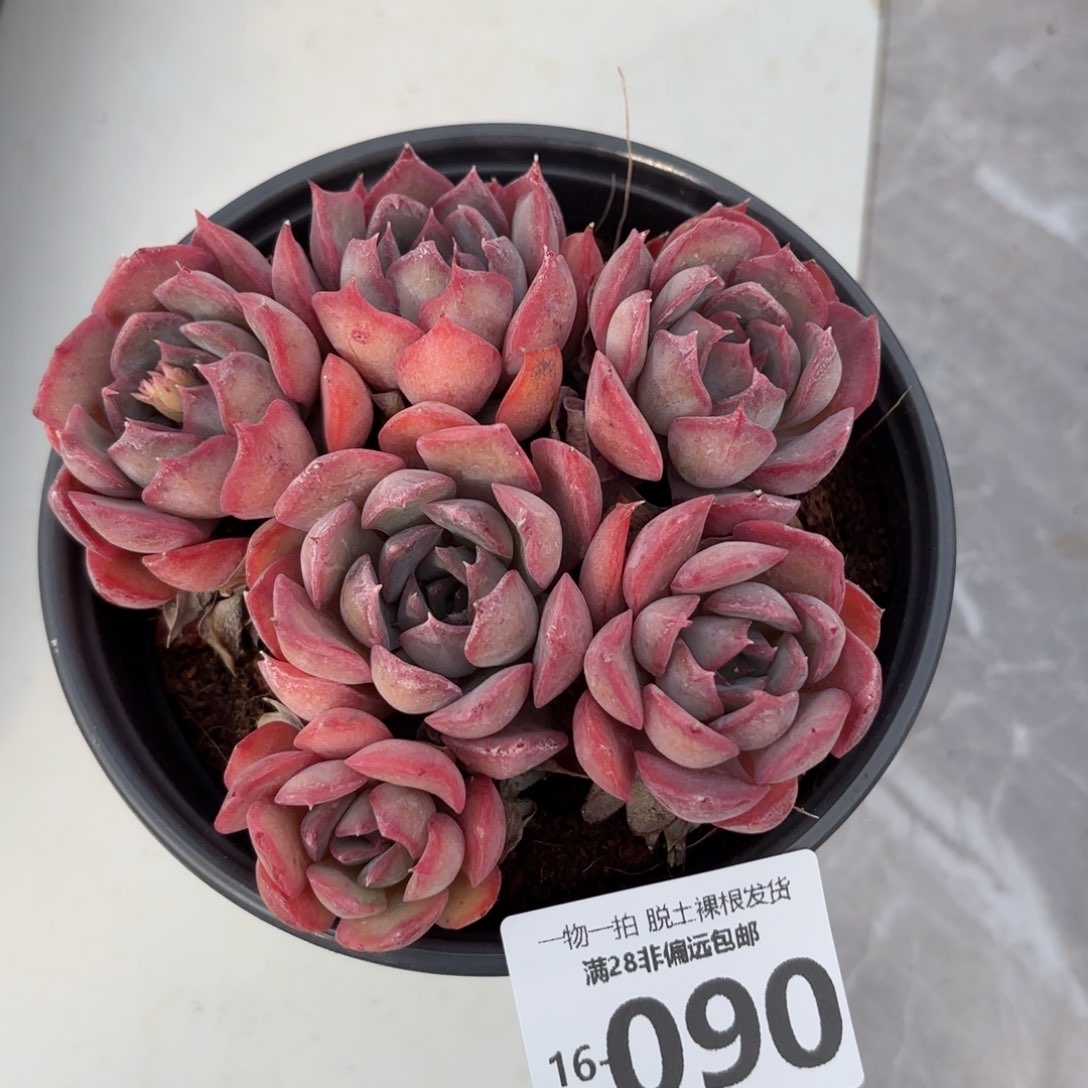 暗冰群多肉多肉多肉多肉