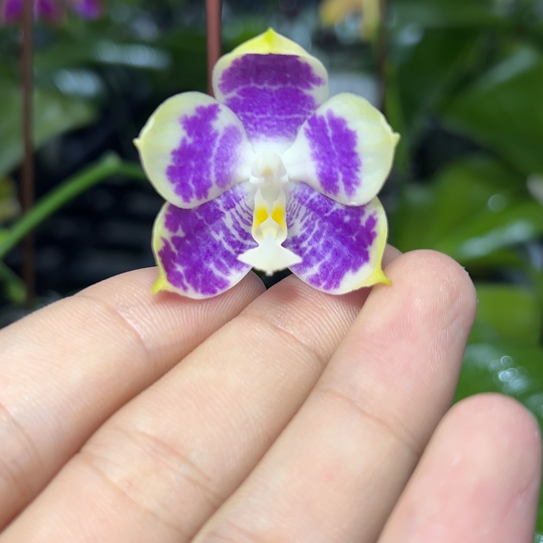 完全开放l763三寸