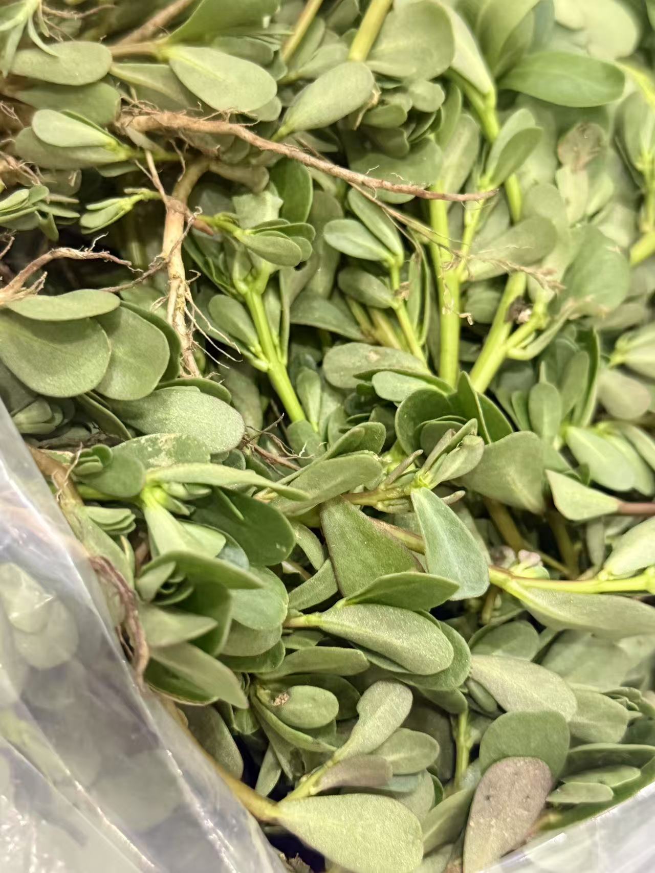 新鲜马齿苋，凉拌，清炒