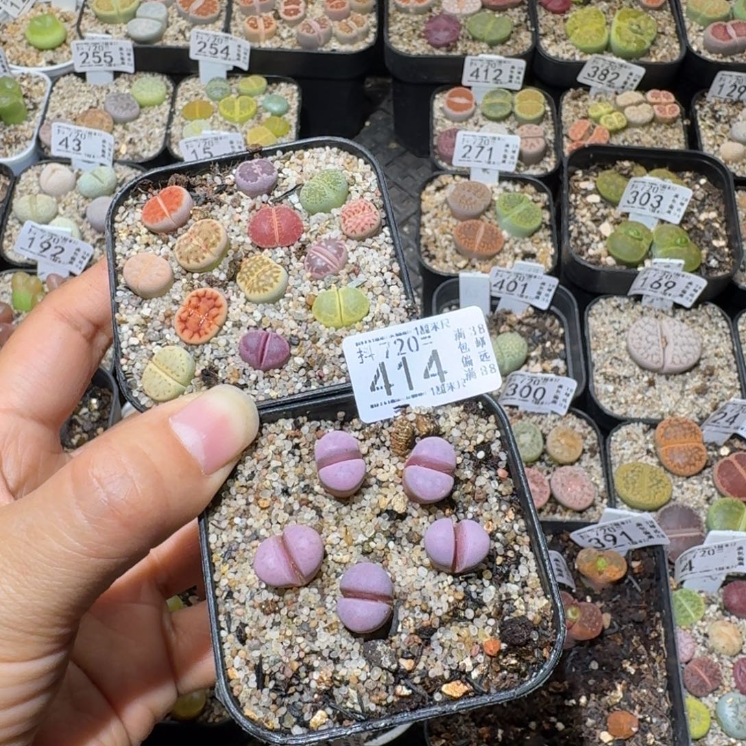 S***lSss清仓价便宜了414