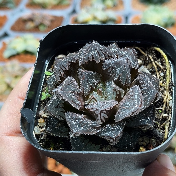 十二卷多肉魔刺玉露