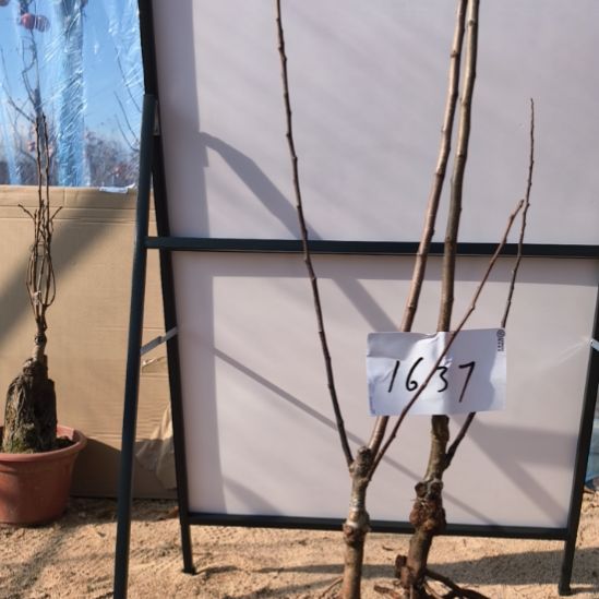 无花朵小高杆精品苹果盆栽