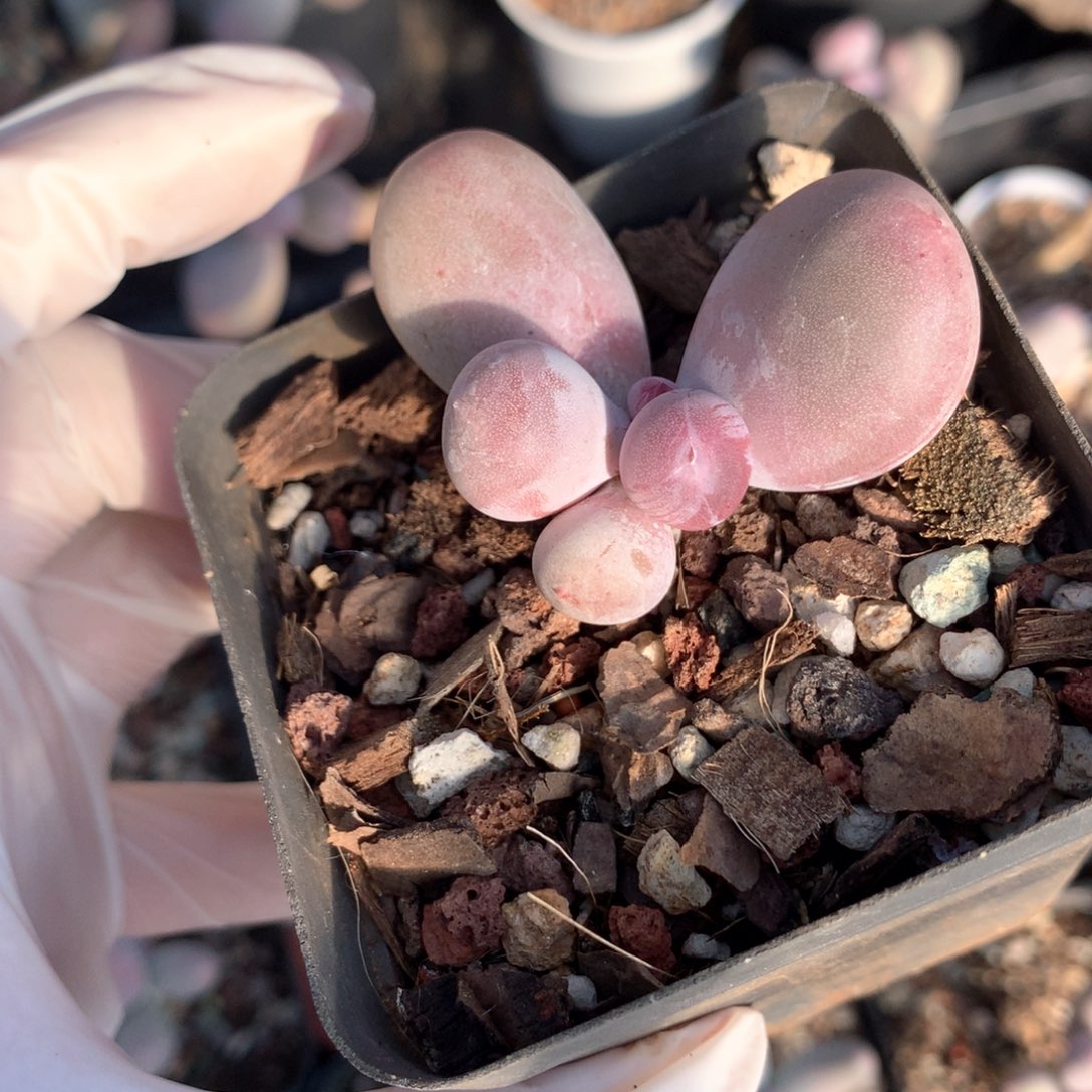 米可奶酪多肉 米可奶