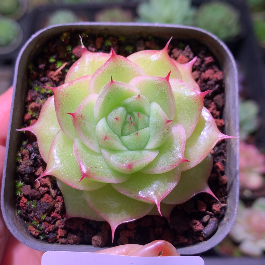 乐然11-150 麦秆单头 