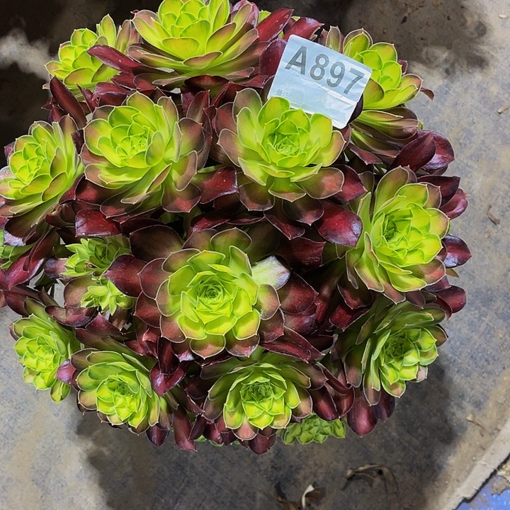 韶华897福利法师qin