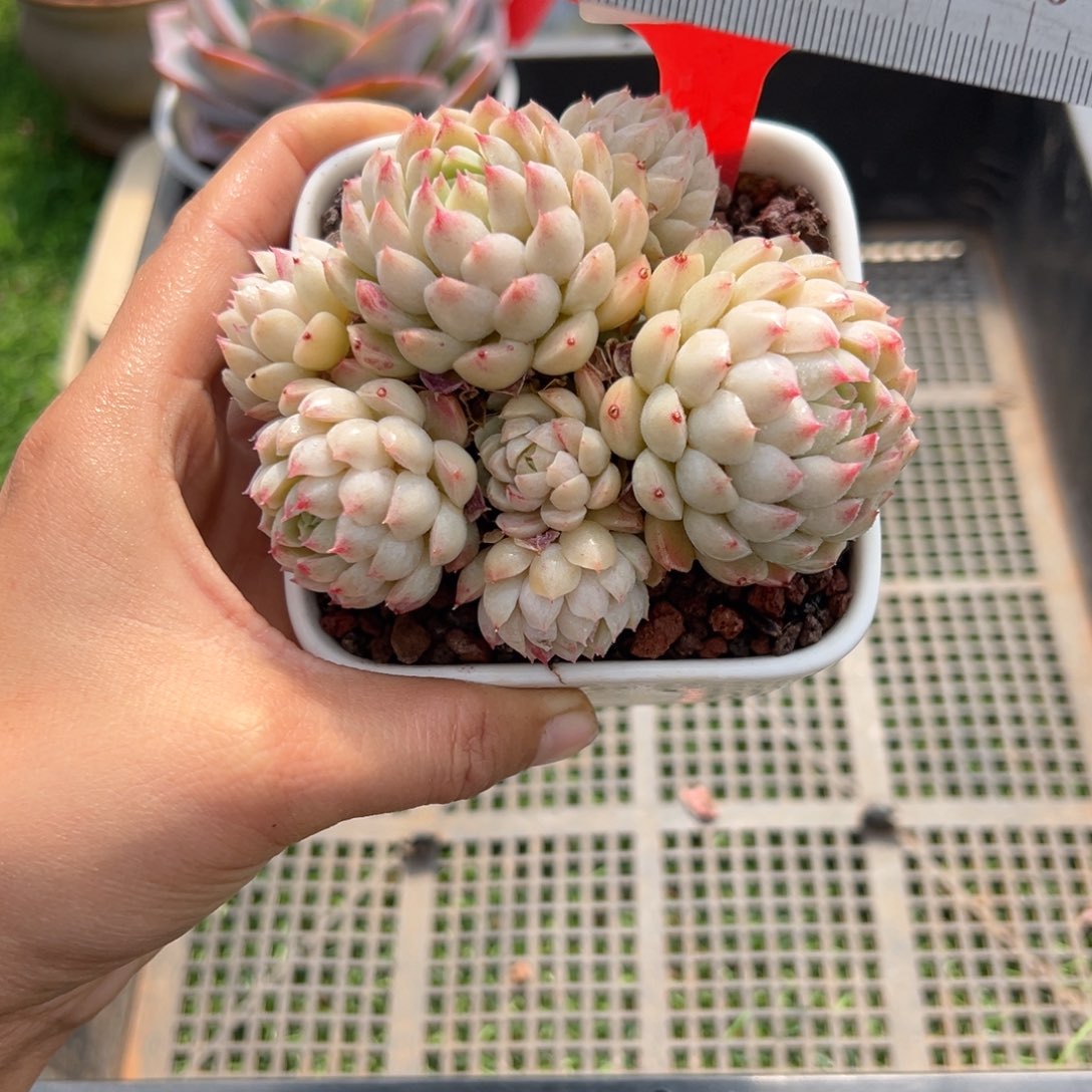 表妹精品多肉2808.