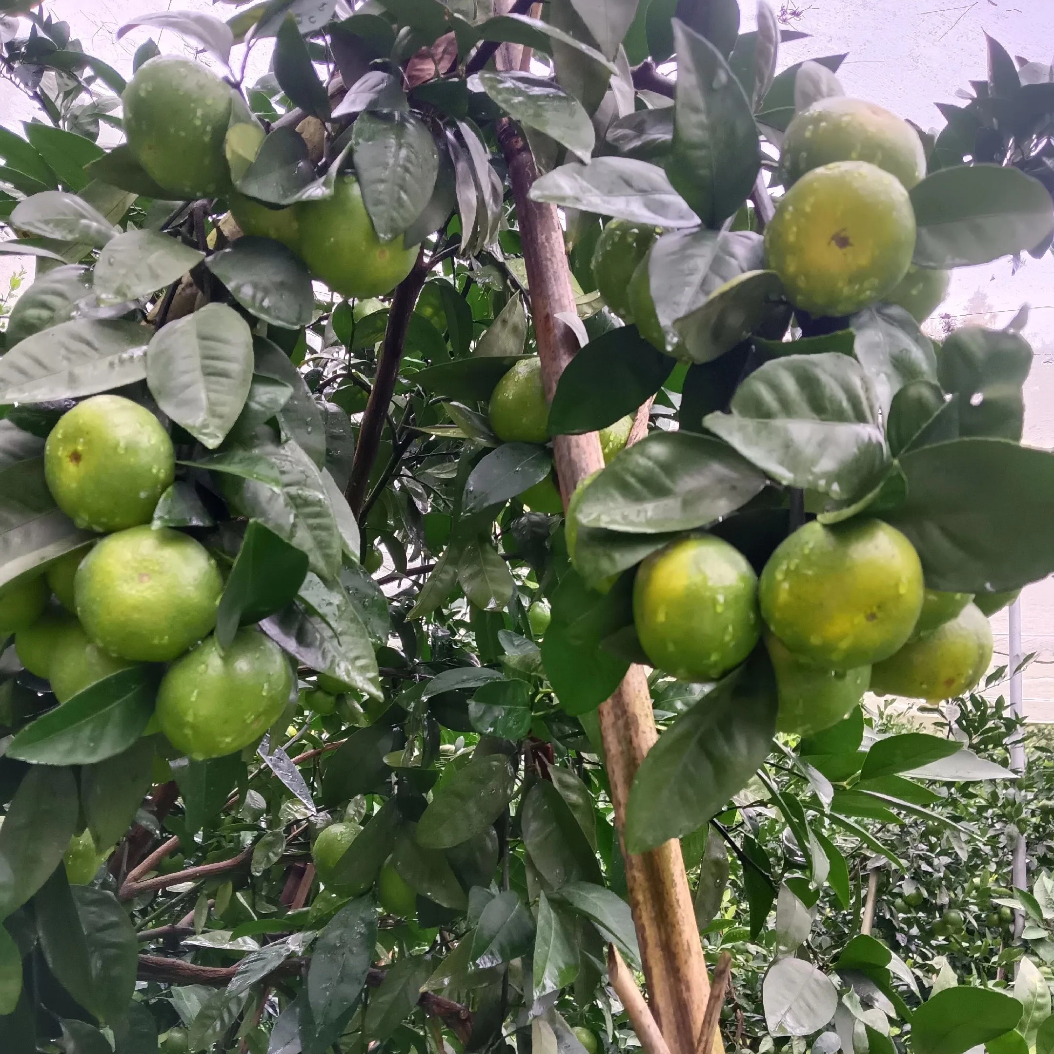 顺丰包邮湖南农家密蜜橘橙子沙糖橘