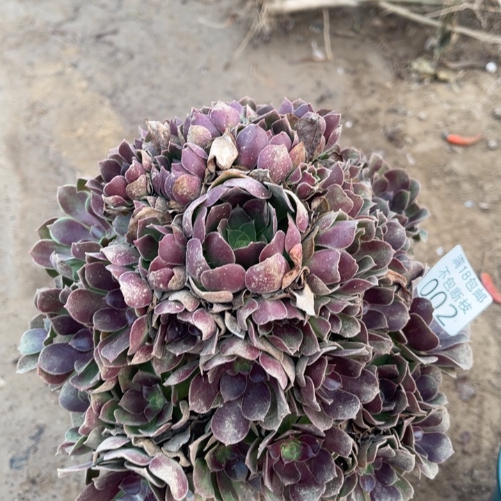 002柠檬玫瑰手捧4法师