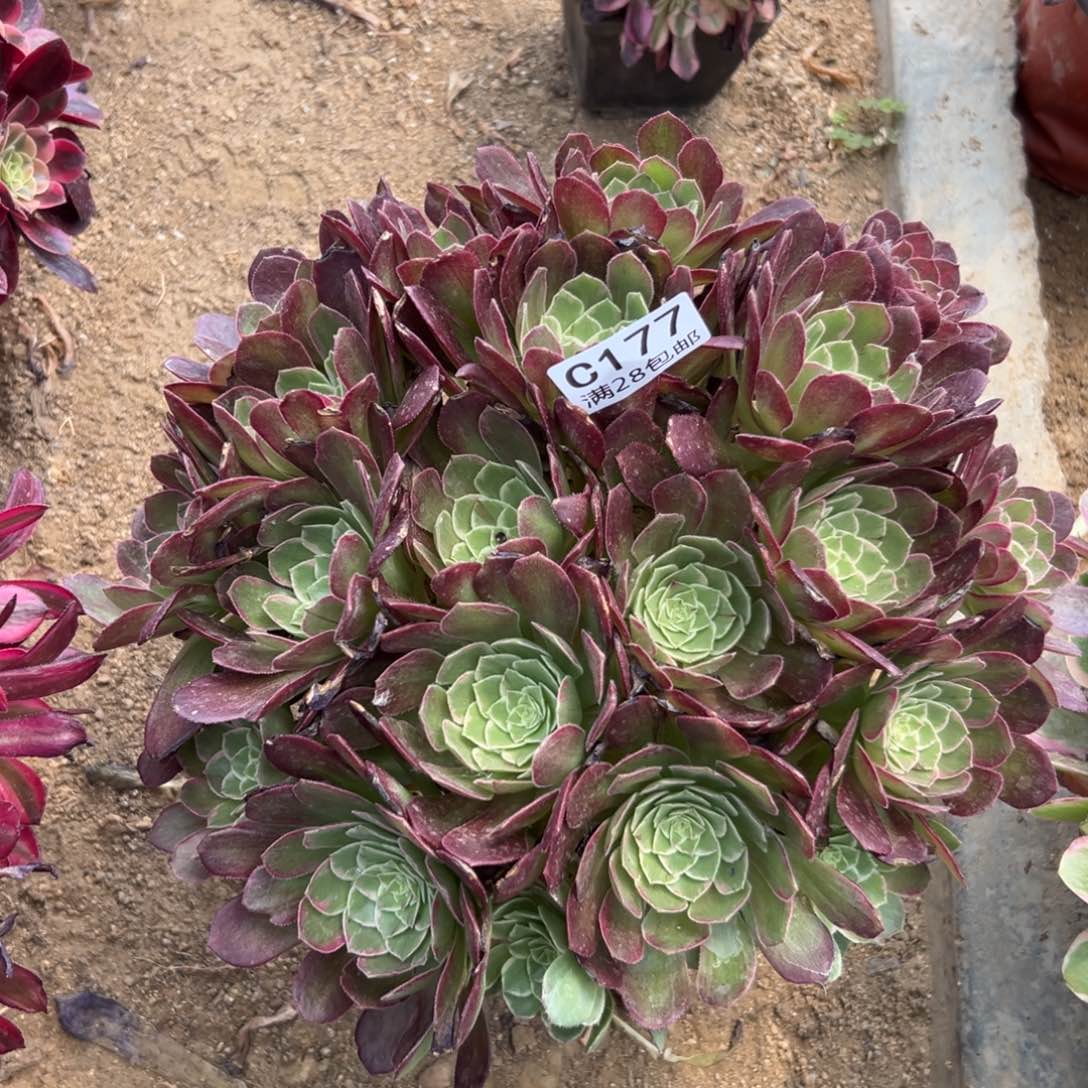 177多肉  莲花座     