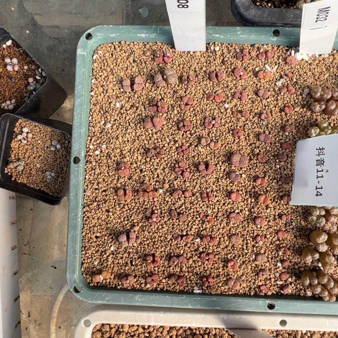 11-14肉锥多肉植物，