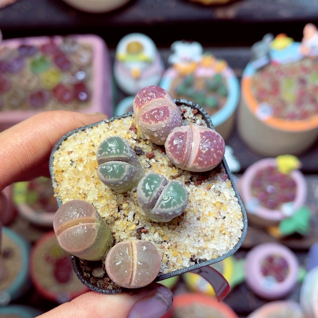 339生石花带盆发1