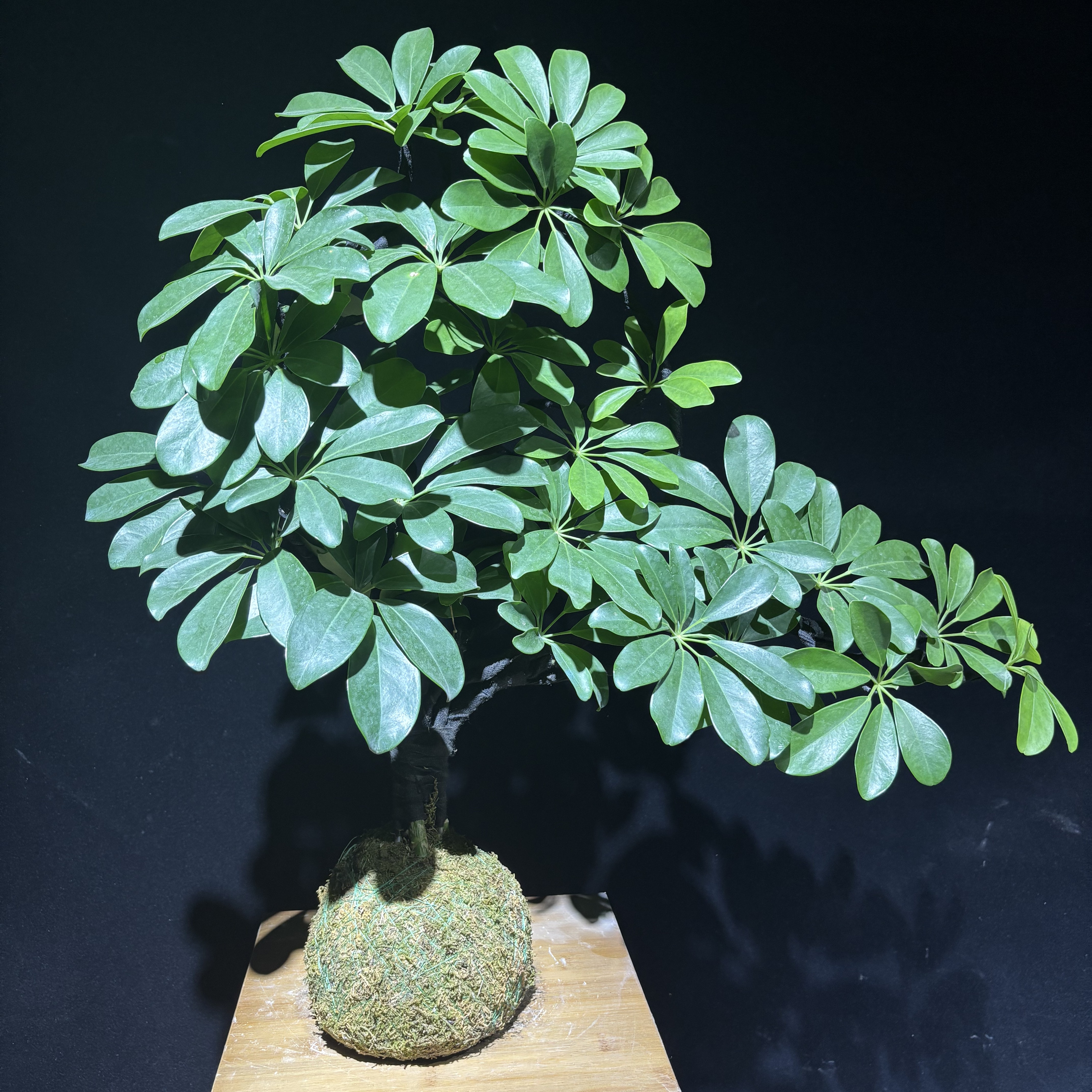 （一物一拍直播间）鸭脚木苔藓球盆景适合办公室客厅窗台招财绿植