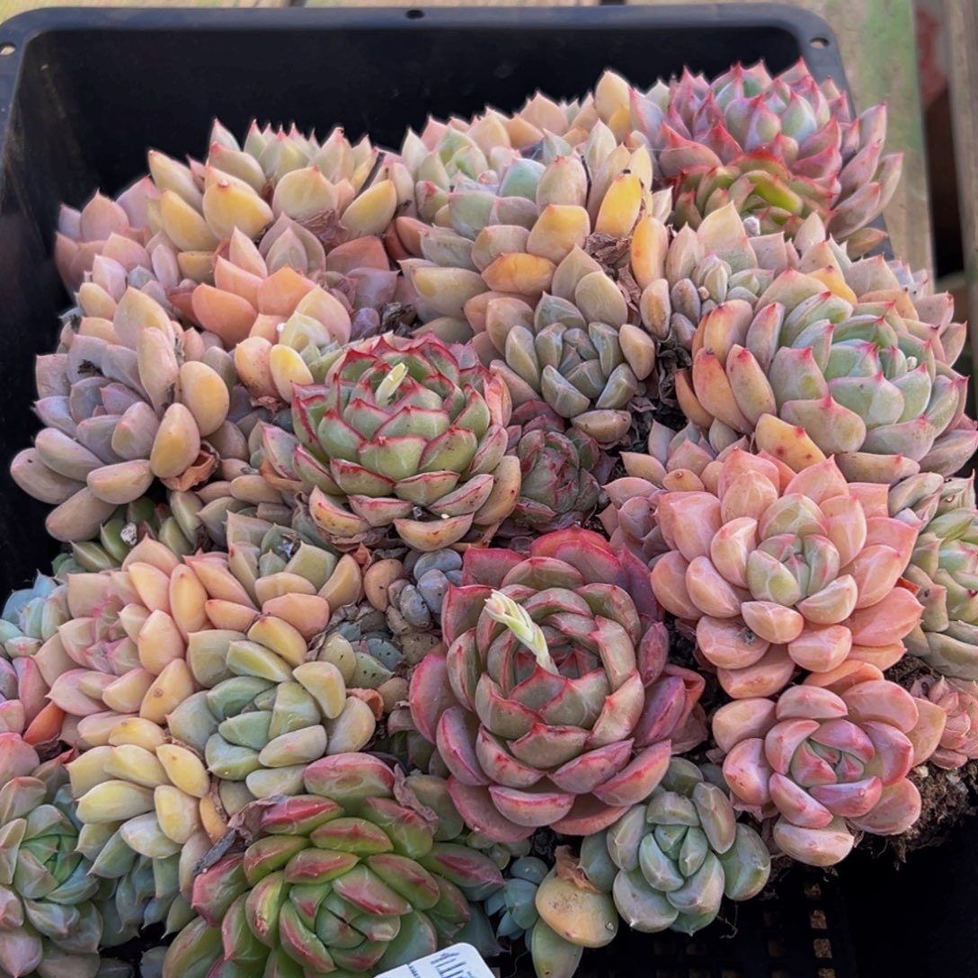 760多肉葡萄的味道是真的很好吃