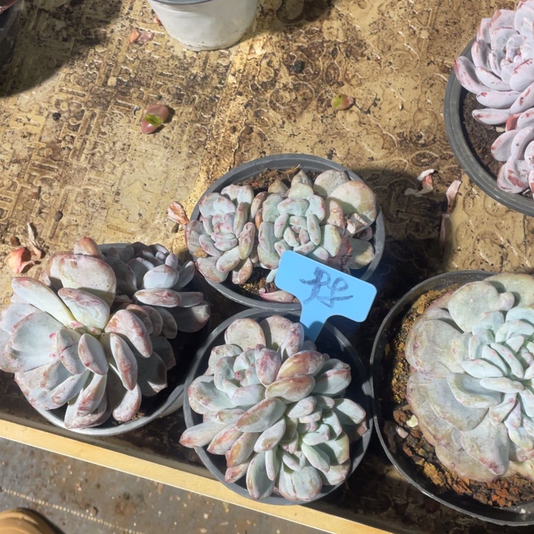 南***予星影缀化多头群生98