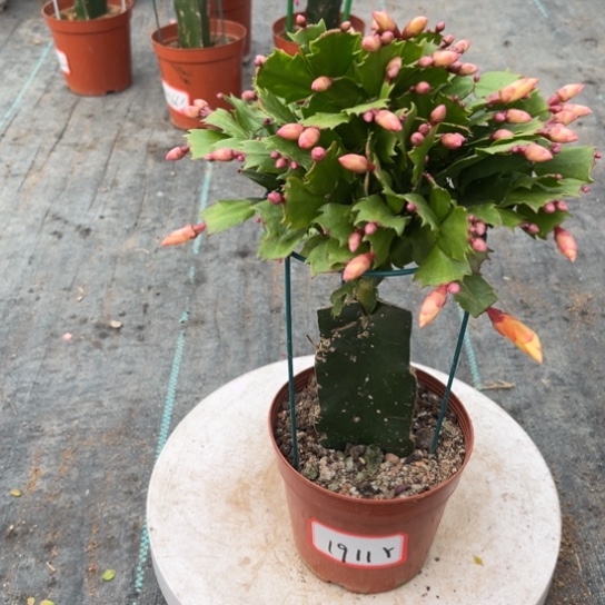 黄色蟹爪兰尾号1911