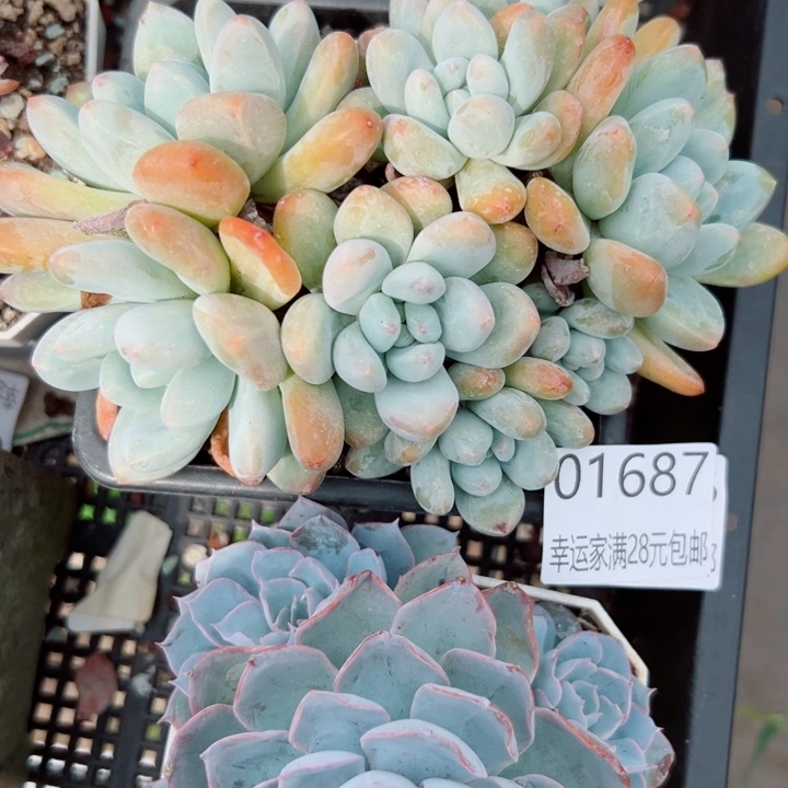 幸运儿是一位非常有