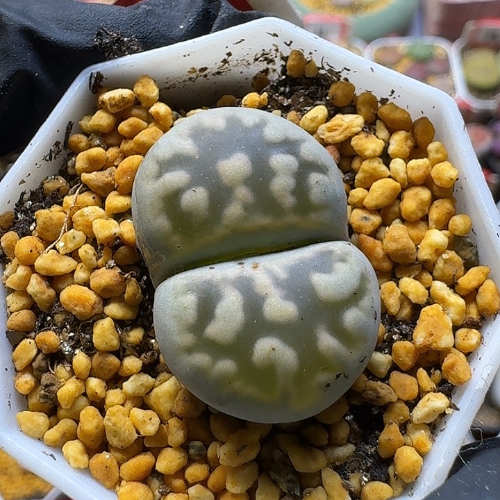 双***楼生石花111112。  165