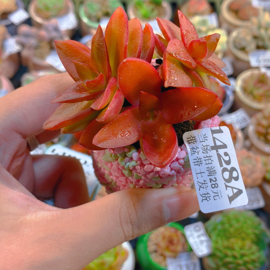 5cm盆精控多肉1428