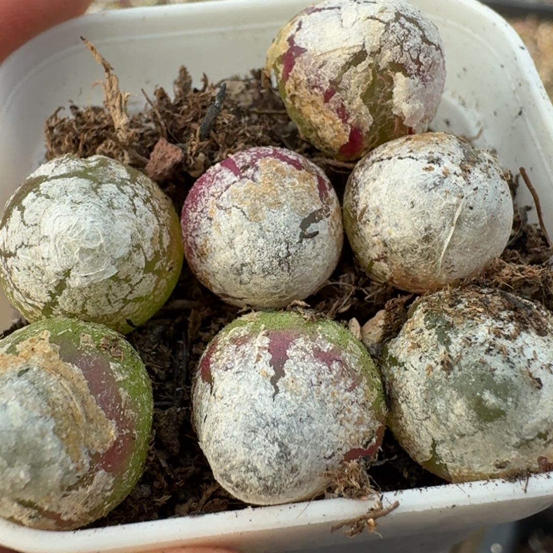 673开播福利七颗灯灯福利出