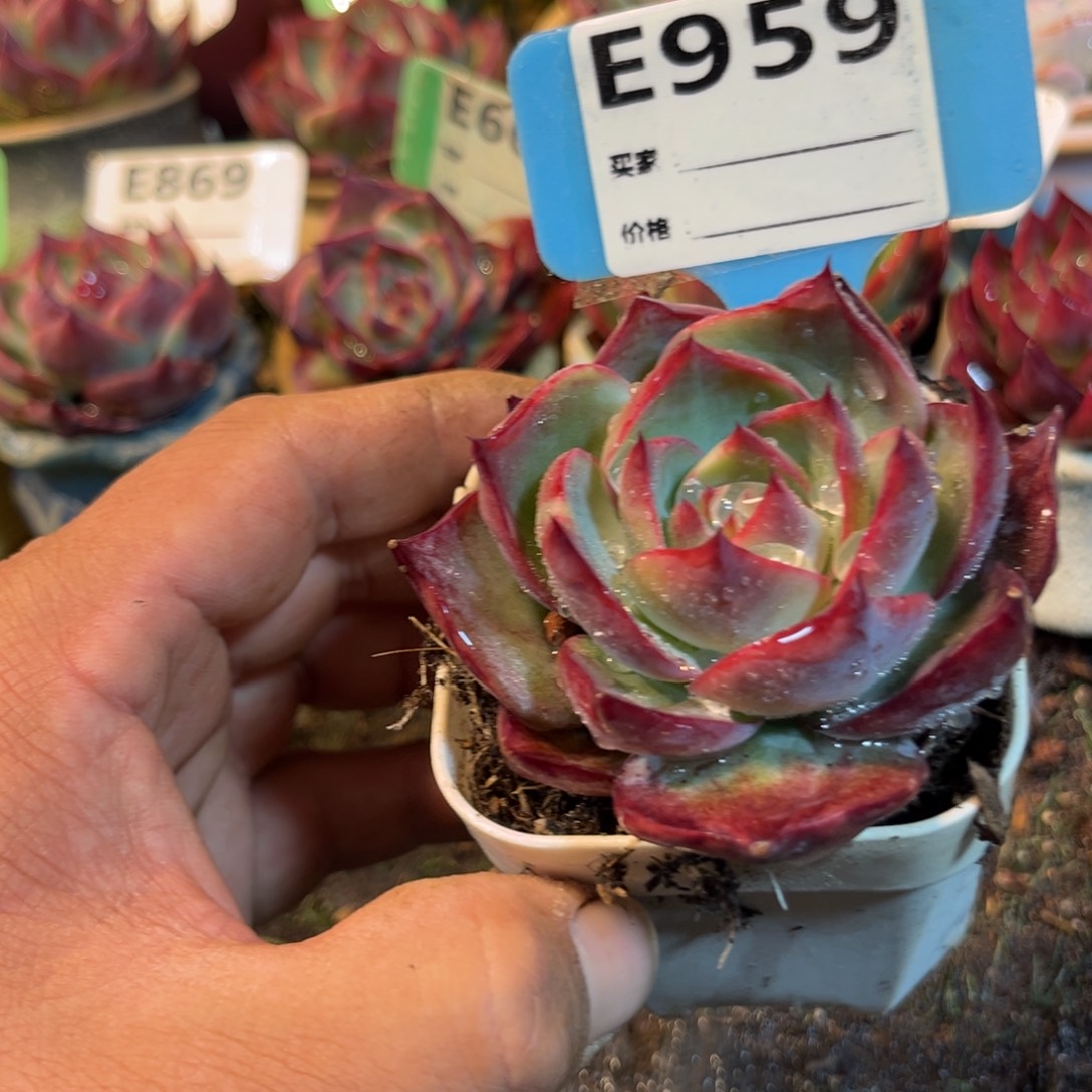 惊鸿一瞥959号多肉