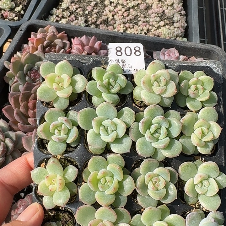 如图808编号247珍妮穴盘一份不售后