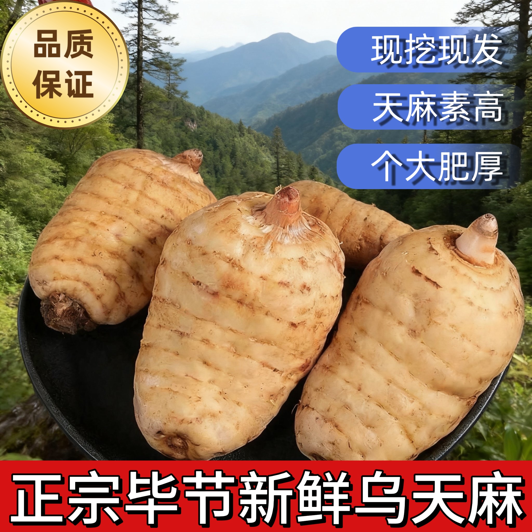 现挖乌天麻高山天麻新鲜采挖带泥发高营养天麻煲汤