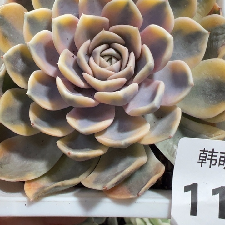 汉堡锦多肉植物1193