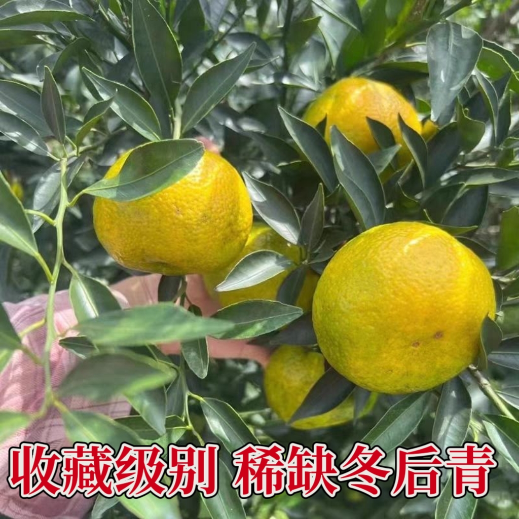 【晒皮专用】2025正宗新会冬后柑大红柑一线产区天马老树茶枝柑生晒