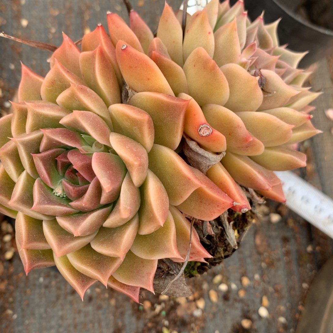 8376杂交多肉老桩