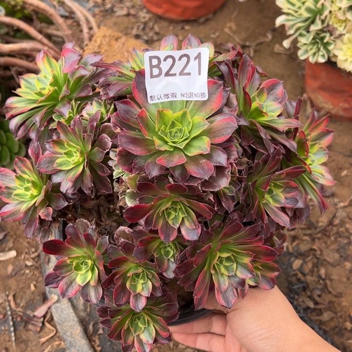 安娜多肉植物221.