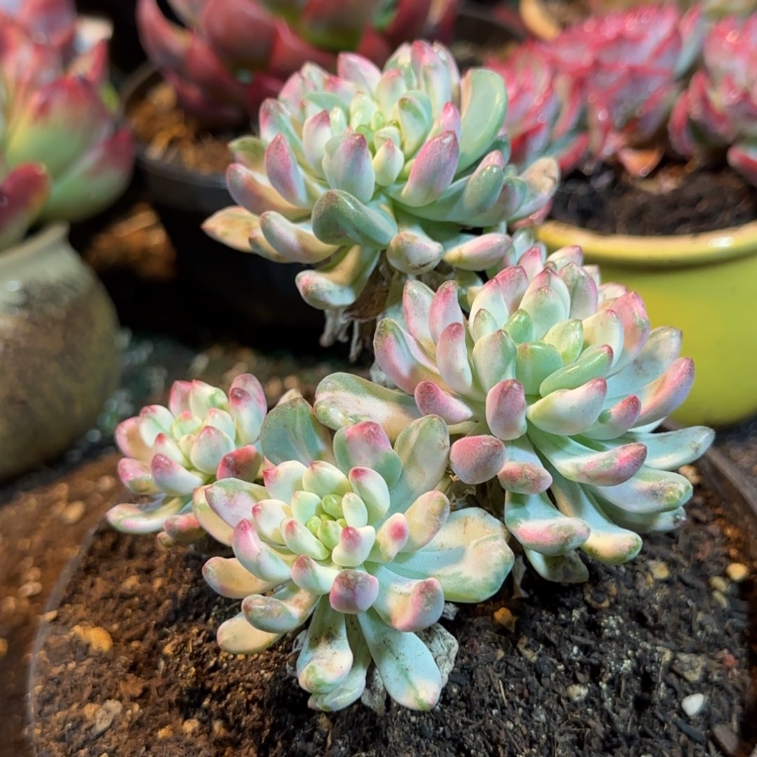 蓝精灵锦一物一拍包装收缩花旱