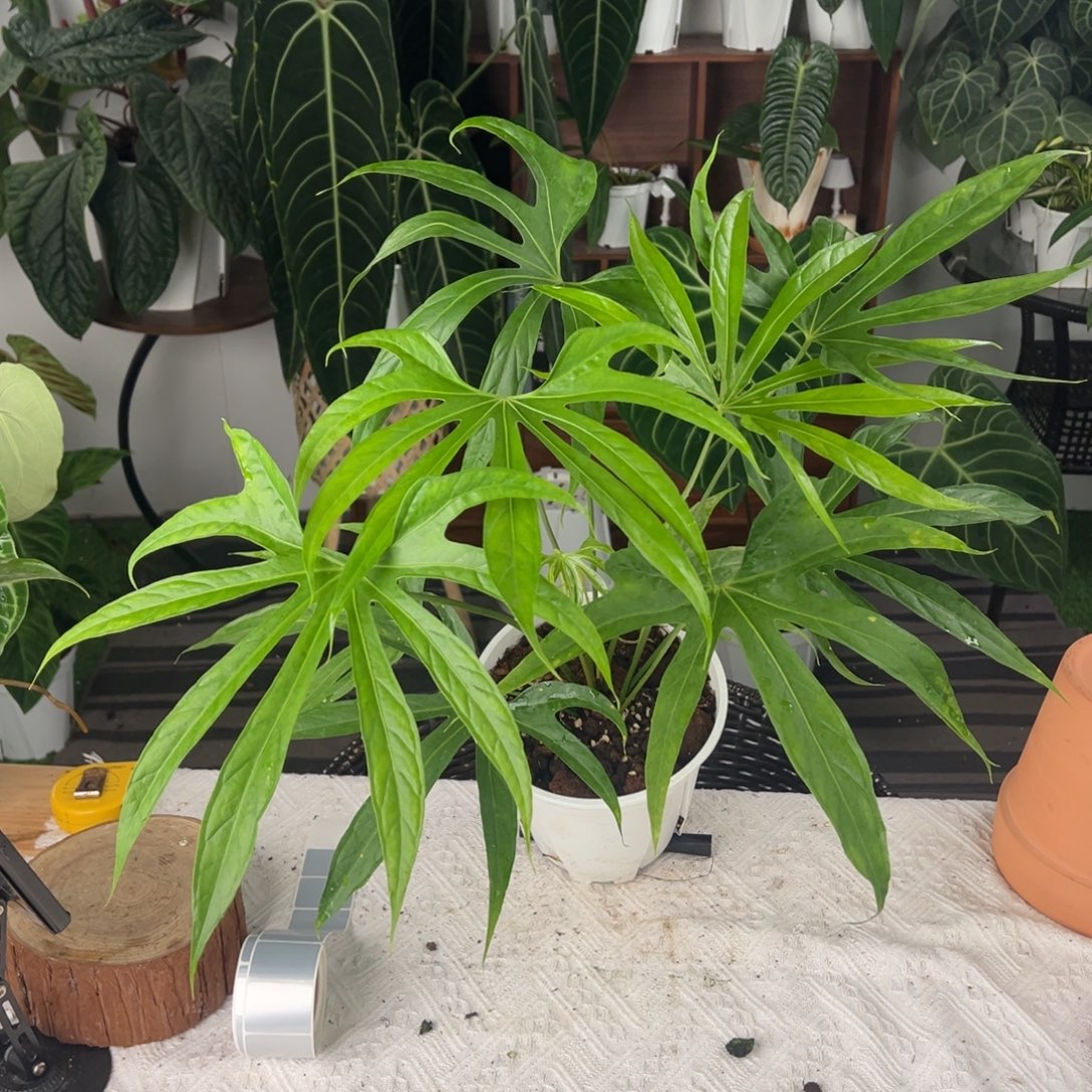 完全开放优选双头细叶掌裂花烛