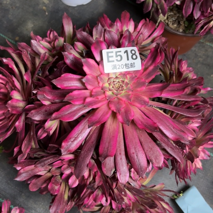 瑞妈一物一拍518