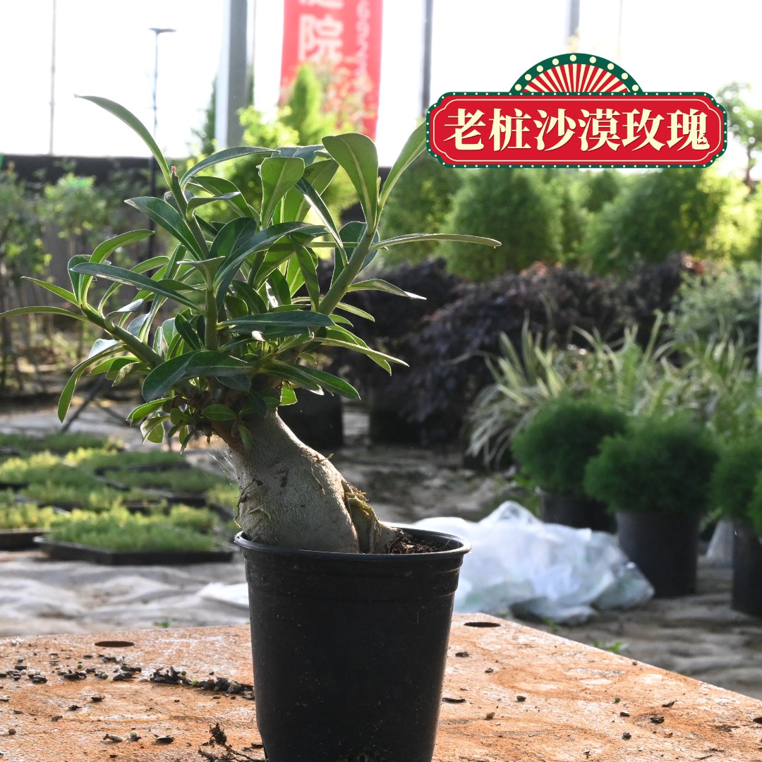 自然生长--老桩沙漠玫瑰 种植基地直发