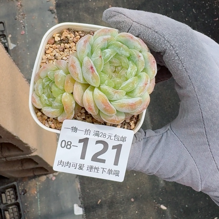 白恋多肉植物多肉植物多肉植物