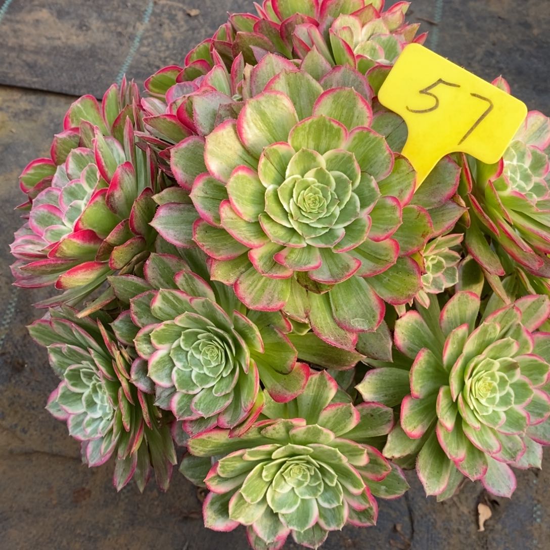 57莲花座一物一拍