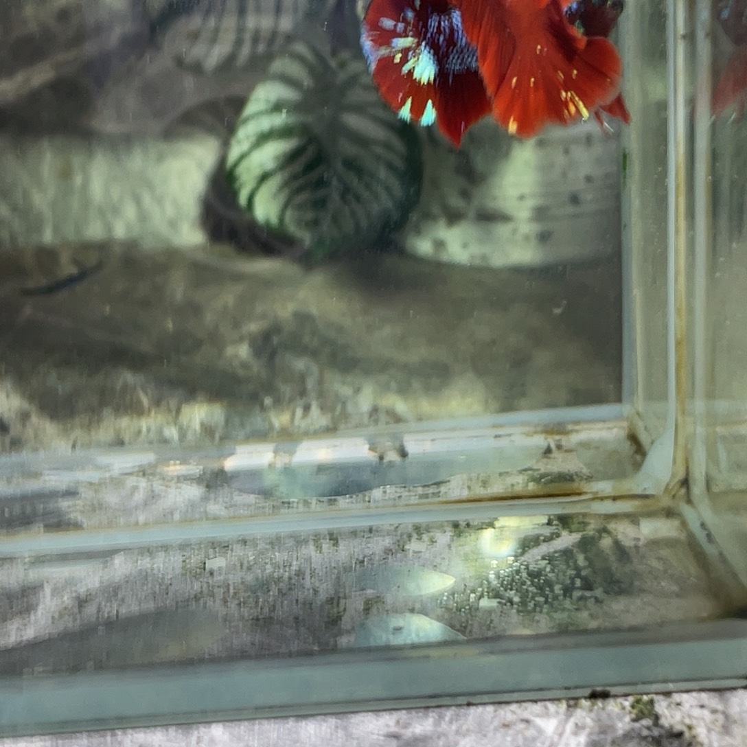 斗鱼育平斗鱼泰国斗鱼