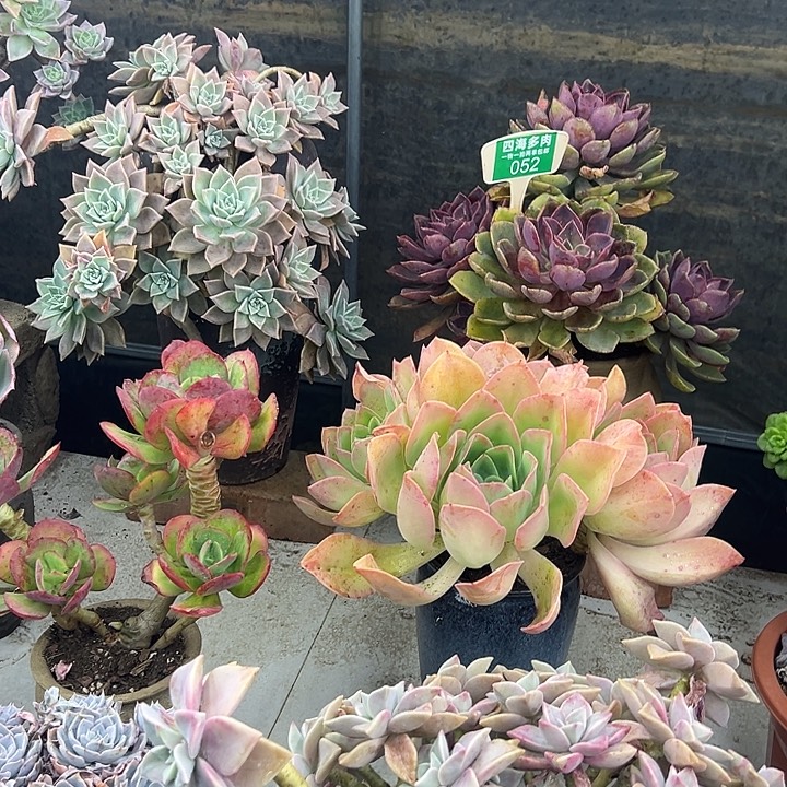 玉***宝琼斯多肉植物群落052