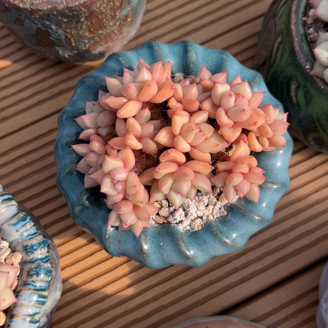 黄金象牙zzzzzzzzz